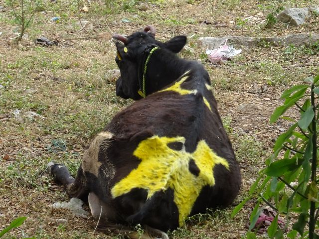 Mysore